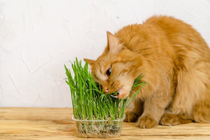 猫草を食べる猫