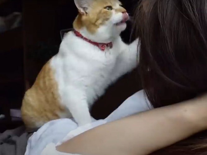 飼い主さんのニオイを嗅ぐ猫