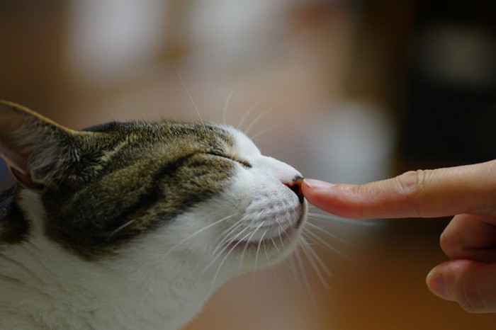 指に近づく猫