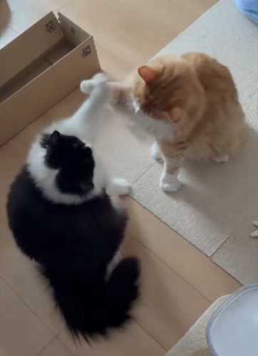 お互いに前足を当ててクロスした形になる2匹の猫