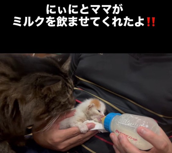 ミルクを飲む子猫を見る成猫