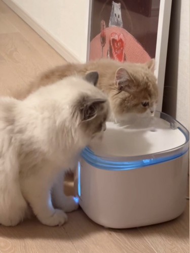 水を飲む2匹の猫