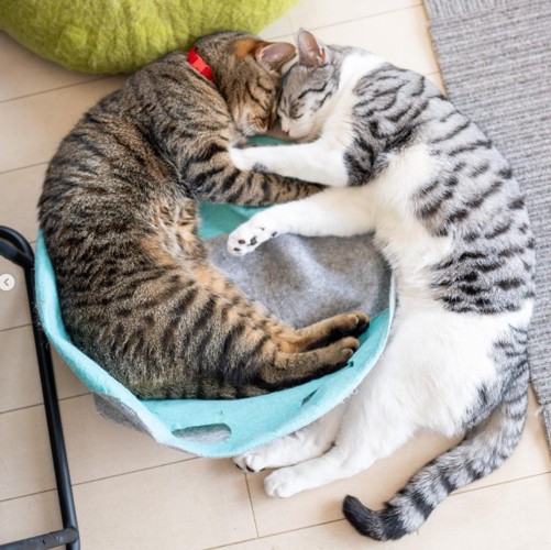 猫2匹が寝ている（全体）