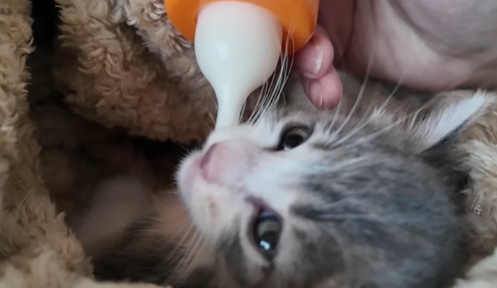 哺乳用のボトルからミルクを飲もうとする子猫