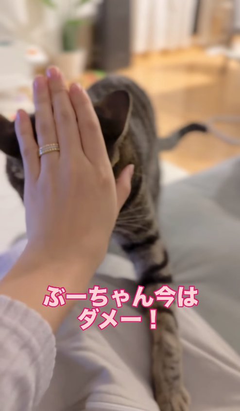 飼い主の膝に乗ろうとして止められている猫