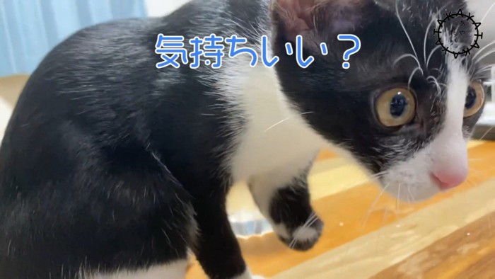 右を向く猫