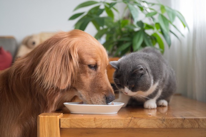 犬にご飯を譲る猫