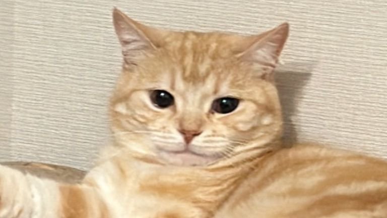 くつろぐ猫