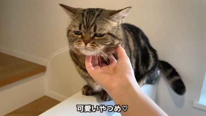 可愛いやつめ♡