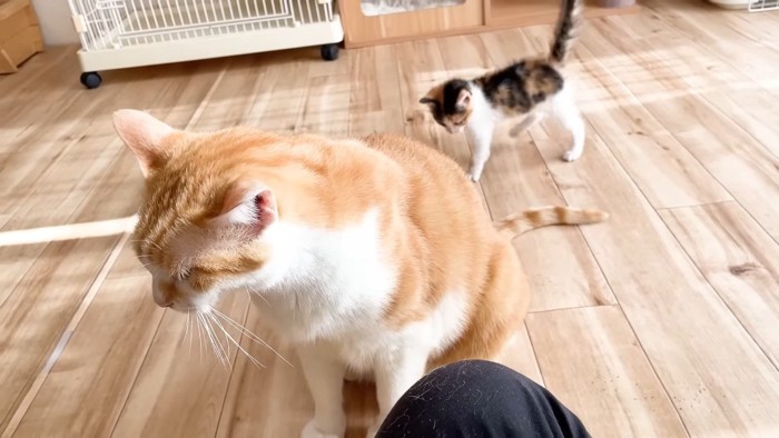 むぎくんの後ろに三毛ちゃん