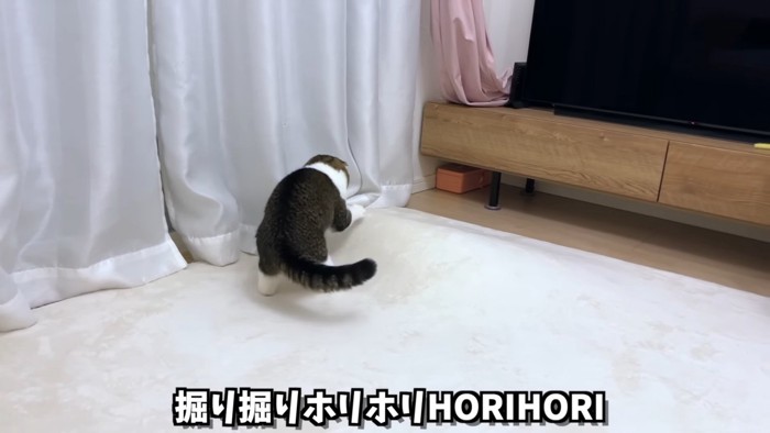 カーペットを掘る猫