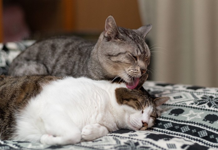 同居猫に毛づくろいする猫