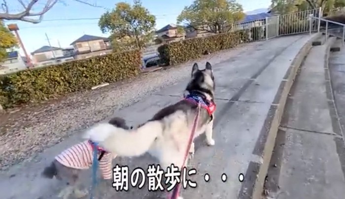 散歩をするハスキーとトイプードル