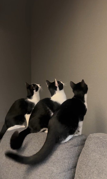 壁を見ている3匹の猫