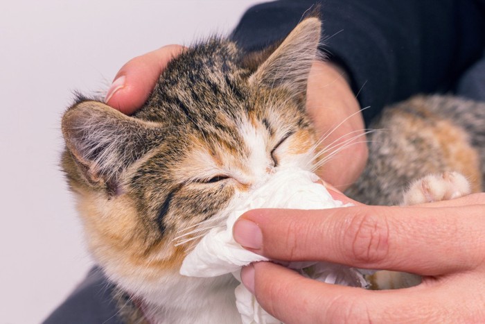 鼻を拭かれている猫