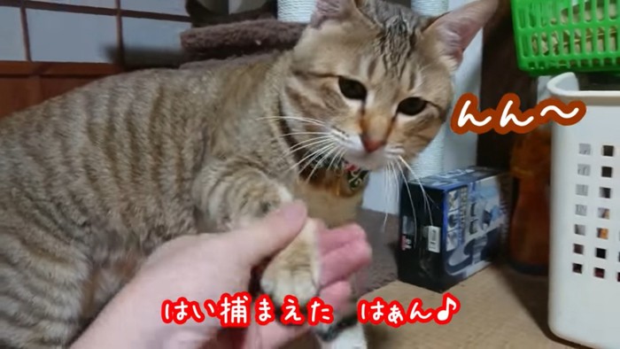 飼い主に捕まる猫