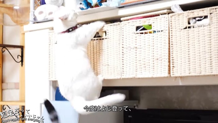 よじ登る猫