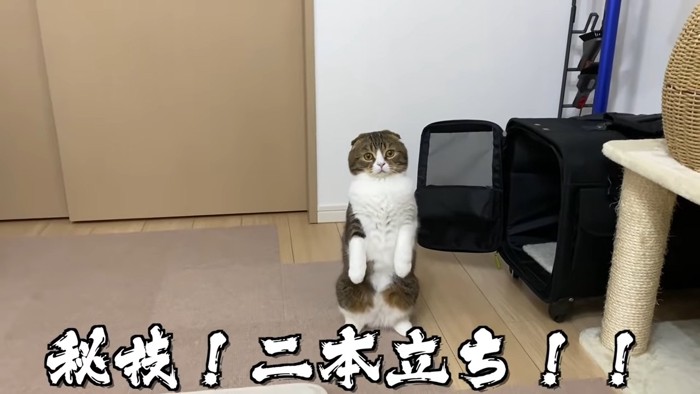 後ろ足で立つ猫