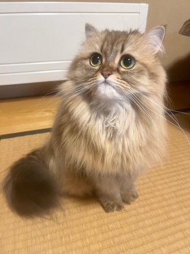 お座りする猫