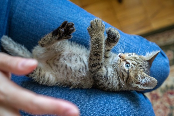 飼い主の膝の上に乗って遊ぶ子猫