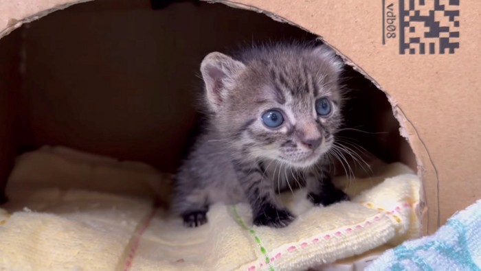 ダンボール部屋にいる子猫