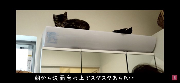 洗面台の上にいる猫