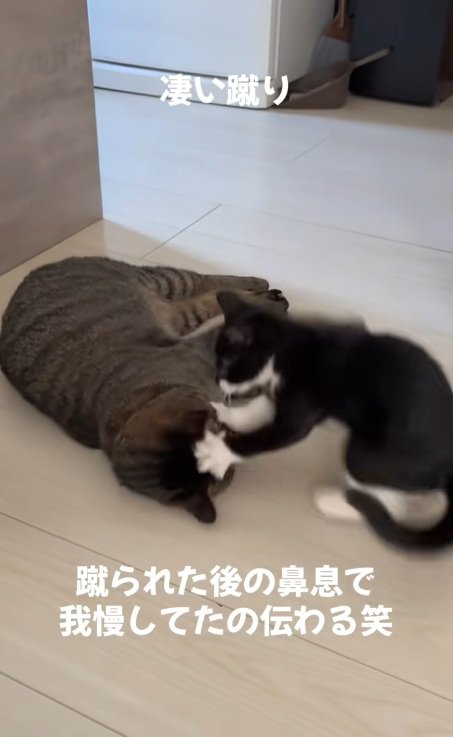 キックされても反撃しないキジトラと子猫