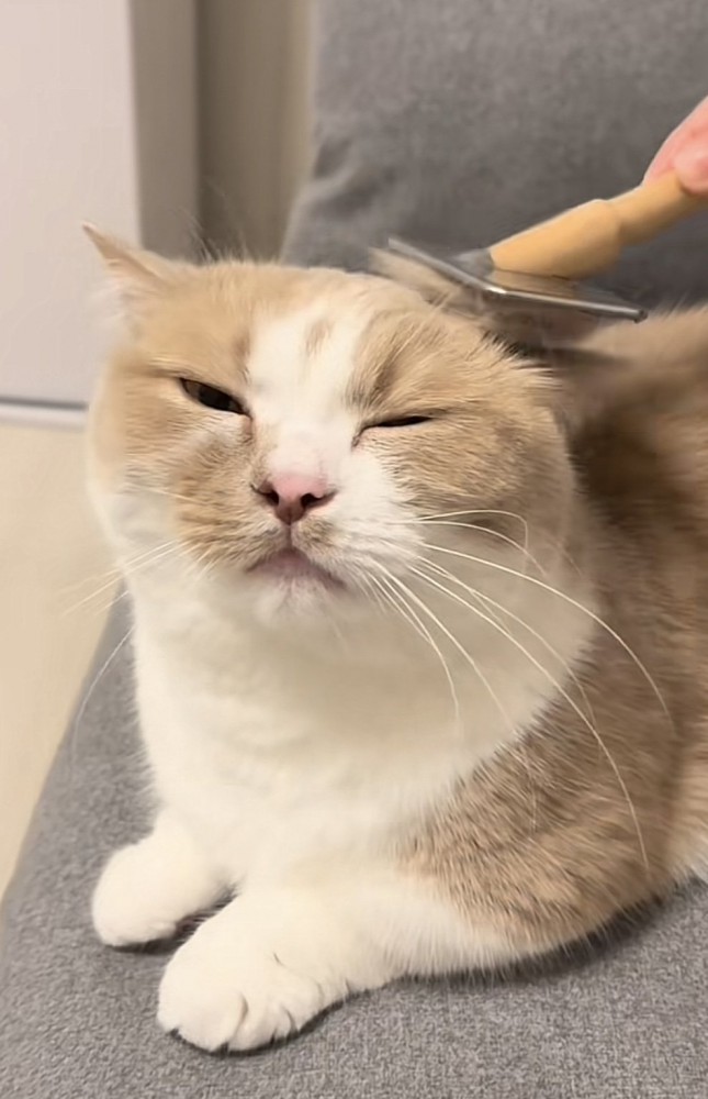 ブラッシングされる猫の写真1