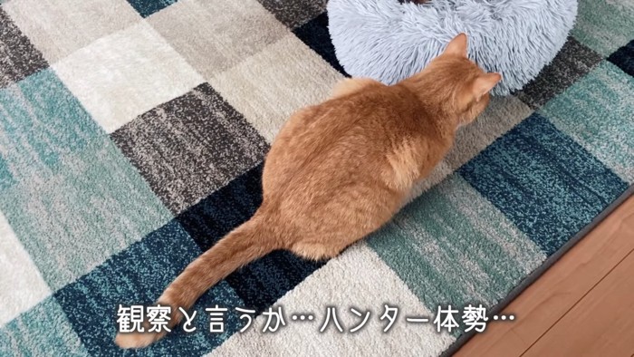 上から見た猫