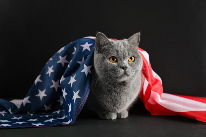 アメリカ国旗を背にかけた猫