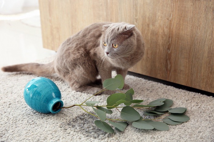 花瓶をひっくり返して目を逸らす猫