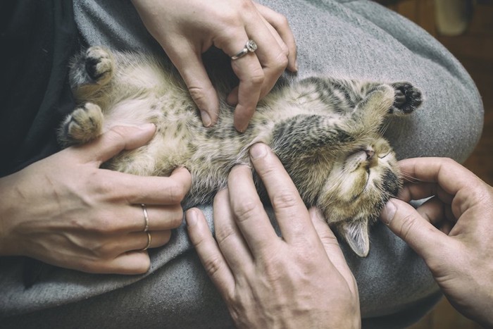 飼い主の膝の上で仰向けになる子猫