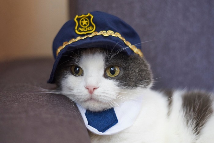 警察官になりきっている猫