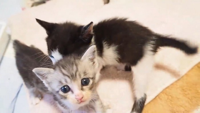 寄り添う2匹の子猫