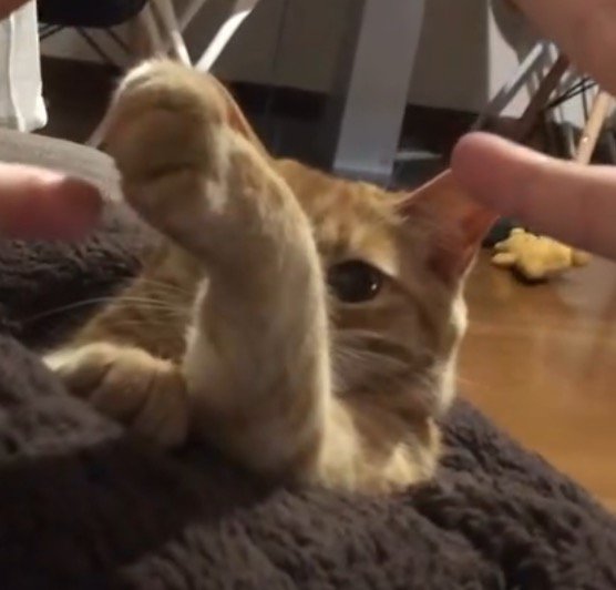 じゃんけんをする飼い主たちに向かって前足を伸ばす猫