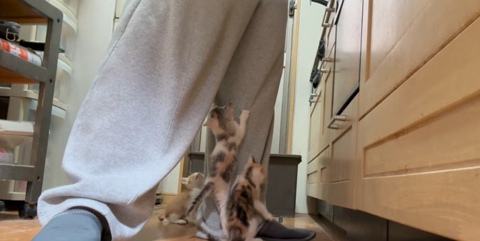 足に群がる子猫たち