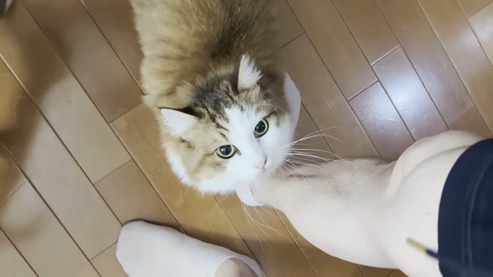 見上げる姿