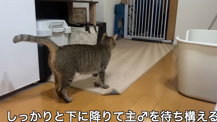 「しっかりと下に降りて主♂を待ち構える」