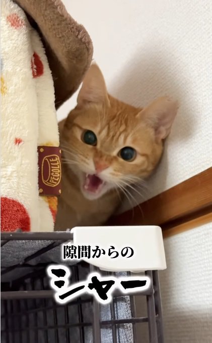 威嚇する猫