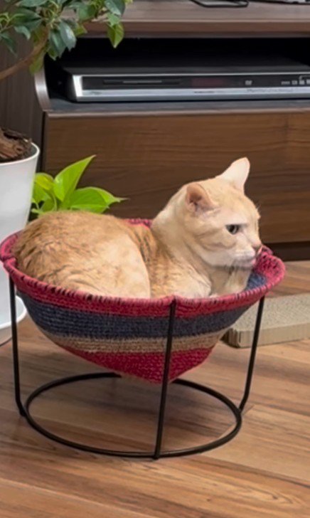 ハンモックに入っている猫