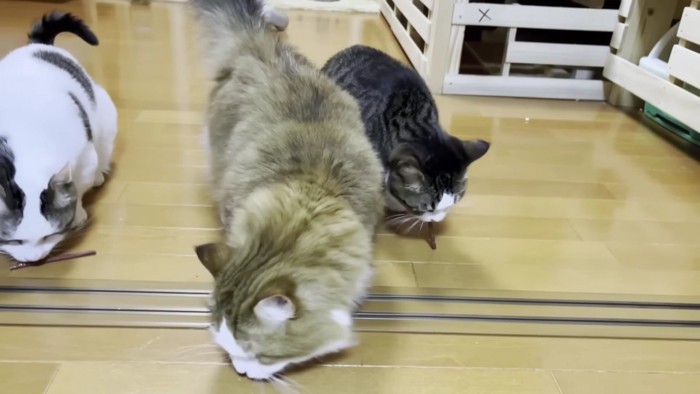 真ん中の長毛猫が一歩出る