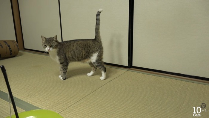 和室で尻尾を立てた猫ちゃん