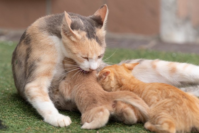 猫の親子