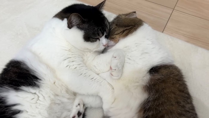 向かい合って眠る2匹の猫