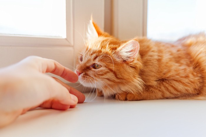 人の指のにおいを嗅ぐ猫