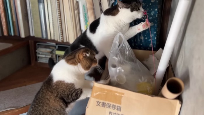 猫じゃらしを見る2匹の猫