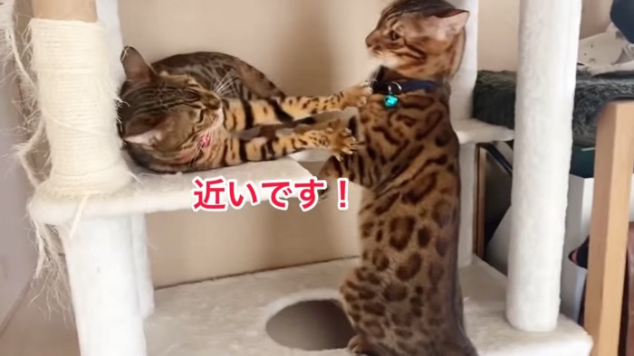 前足で拒否する猫と青い首輪の猫