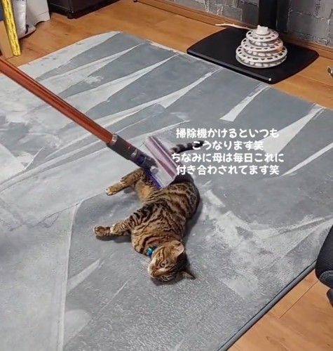 猫の上を掃除機が通過