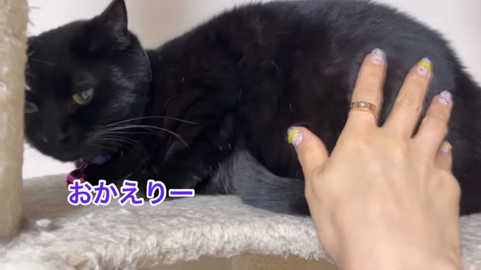 なでられる黒猫