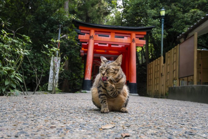 神社の猫